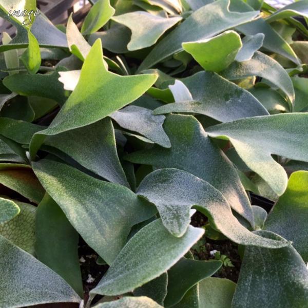 コウモリラン ネザランズ 3寸 観葉植物 ビカクシダ プラティセリウム おしゃれ 室内 ビフルカツム ネザーランド 3号 Platycerium Bifurcatum Netherlands Buyee Buyee 提供一站式最全面最专业现地yahoo Japan拍卖代bid代拍代购服务 Bot Online