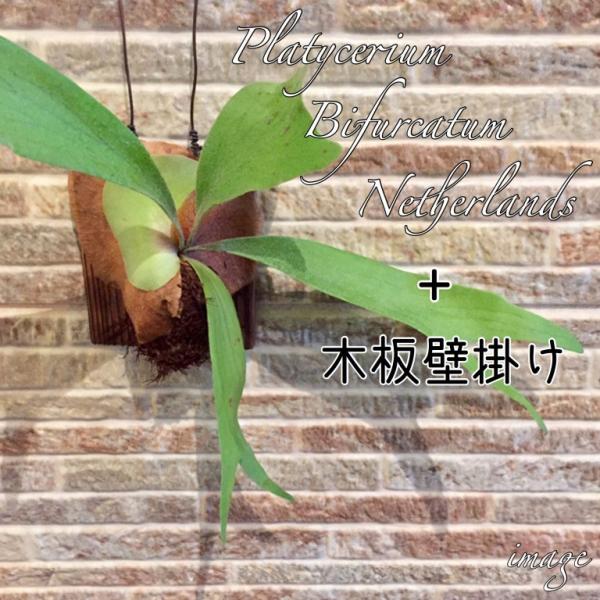 コウモリラン ネザランズ 木板 ビカクシダ プラティセリウム 観葉植物 おしゃれ インテリア 吊り下げ 壁掛け ミニ 小型 室内 ビフルカツム ネザーランド Buyee Buyee Japanese Proxy Service Buy From Japan Bot Online