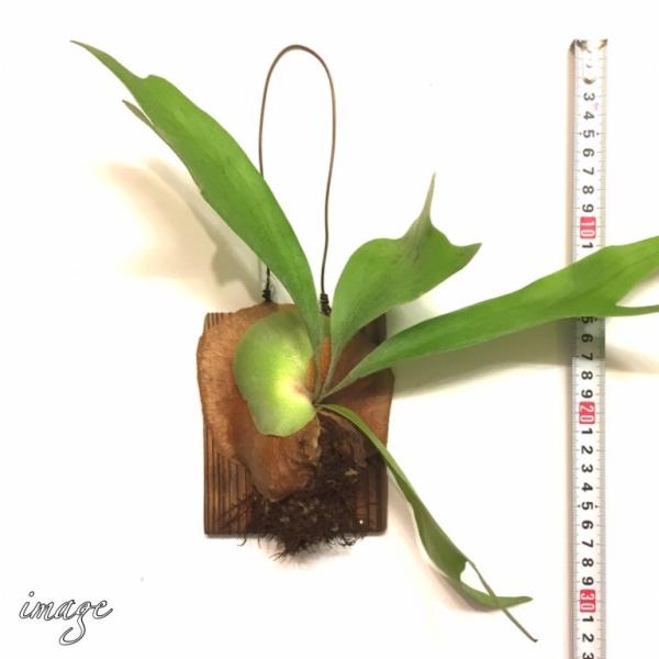 コウモリラン ネザランズ 木板 ビカクシダ プラティセリウム 観葉植物 おしゃれ インテリア 吊り下げ 壁掛け ミニ 小型 室内 ビフルカツム ネザーランド Buyee Buyee Japanese Proxy Service Buy From Japan Bot Online