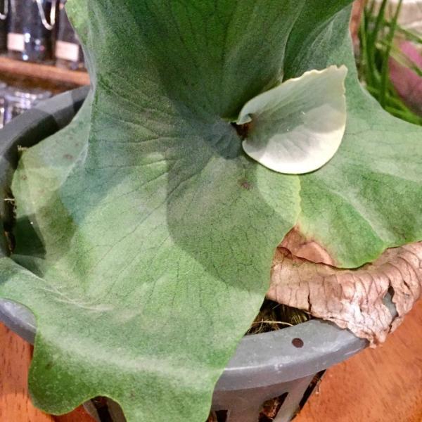 コウモリラン ワンダエ 5寸 観葉植物 ビカクシダ プラティセリウム おしゃれ 室内 5号 Platycerium Wandae Buyee Buyee 提供一站式最全面最專業現地yahoo Japan拍賣代bid代拍代購服務 Bot Online