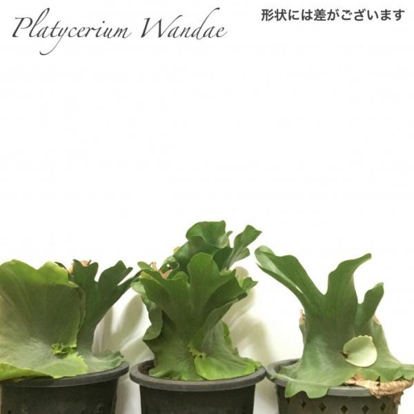 コウモリラン ワンダエ ビカクシダ プラティセリウム 観葉植物 おしゃれ インテリア 吊り下げ 壁掛け 大型 室内 Platycerium Wandae Buyee Buyee Japanese Proxy Service Buy From Japan Bot Online