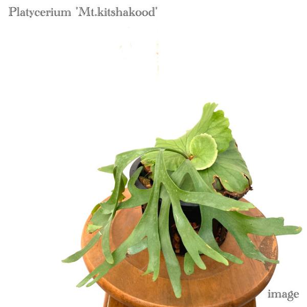 ー品販売 送料無料 入手困難 激レア ビカクシダ リドレイ ヘゴ着け 良個体 植物 観葉植物 Clubdejardinesdechile Cl