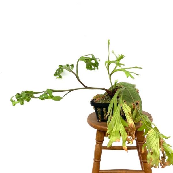 安いビカクシダ リドレイ の通販商品を比較 ショッピング情報のオークファン