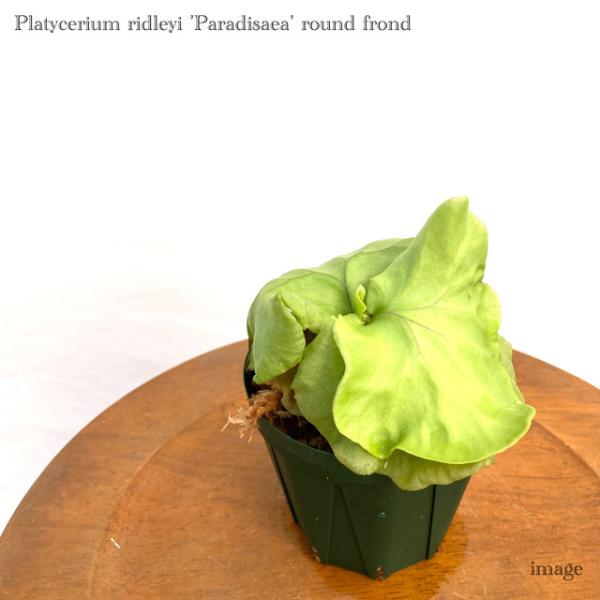 安いビカクシダ リドレイ の通販商品を比較 ショッピング情報のオークファン