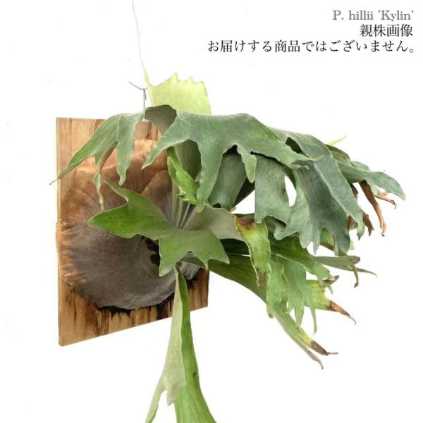 ビカクシダ ヒリー キリン【OC】 bandlaqua_40547