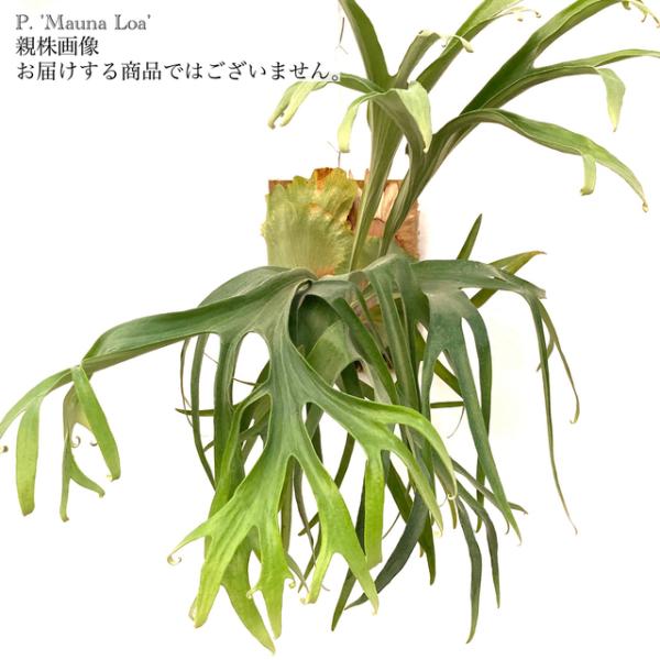 現品) コウモリラン 'マウナロア' (No.40650) (ビカクシダ