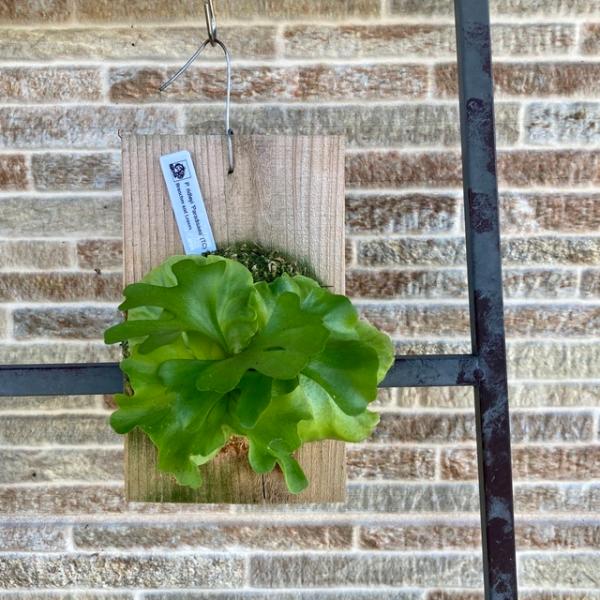 安いビカクシダ リドレイ の通販商品を比較 ショッピング情報のオークファン