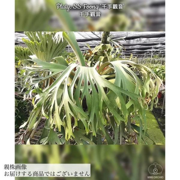 ビカクシダ ssfoong 親株vandaka plantsおまけ付き ビカクシダ ssfoong 親株vandaka plantsおまけ付き ビカクシダ