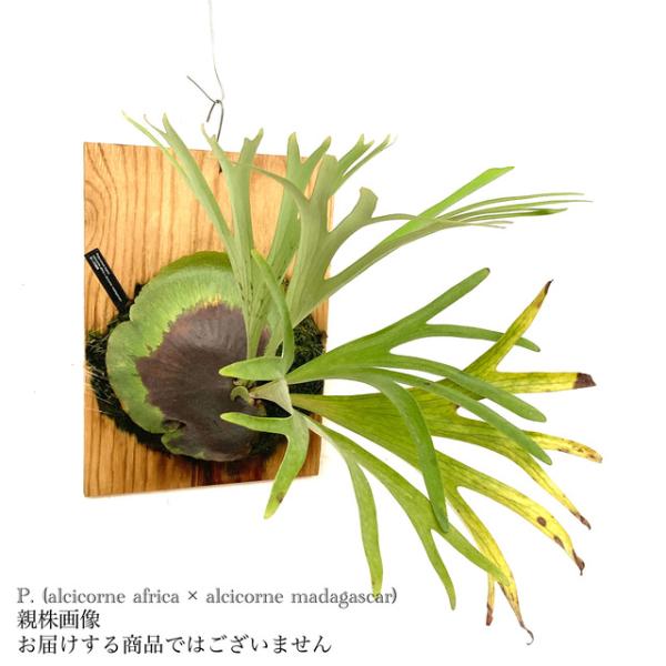 現品) ビカクシダ 交配種(アルシコルネ アフリカ × アルシコルネ