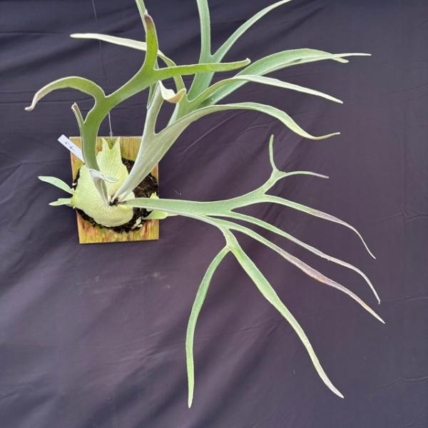 現品) ビカクシダ ビーチー (No.40738) (コウモリラン 観葉植物