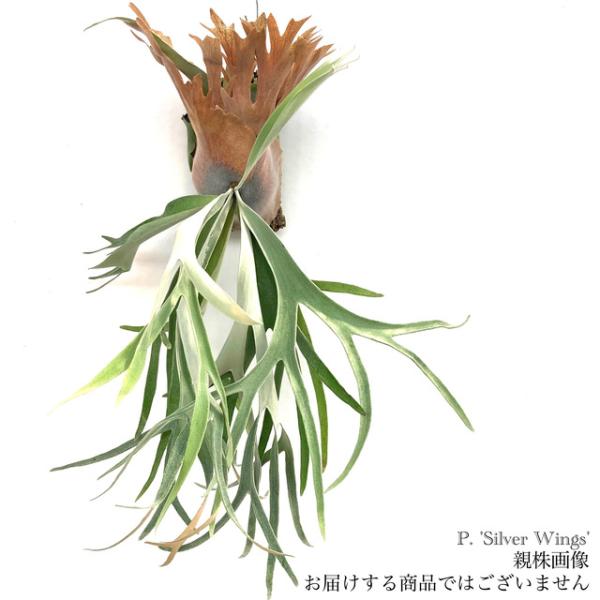 現品) ビカクシダ 'シルバーウィングス' (pup) (No.40778) (コウモリ