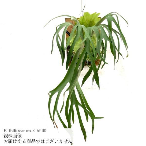 現品) ビカクシダ (ビフルカツム × ヒリー) (pup) (No.40803