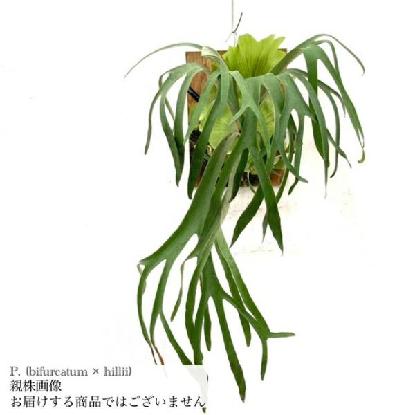 現品) ビカクシダ (ウィリンキー × ビフルカツム) (pup) (No