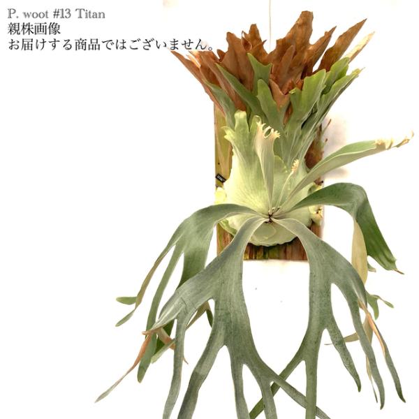 ビカクシダ　3点セット 違いを楽しめる！】ビカクシダ 3品種セット｜リベシティ