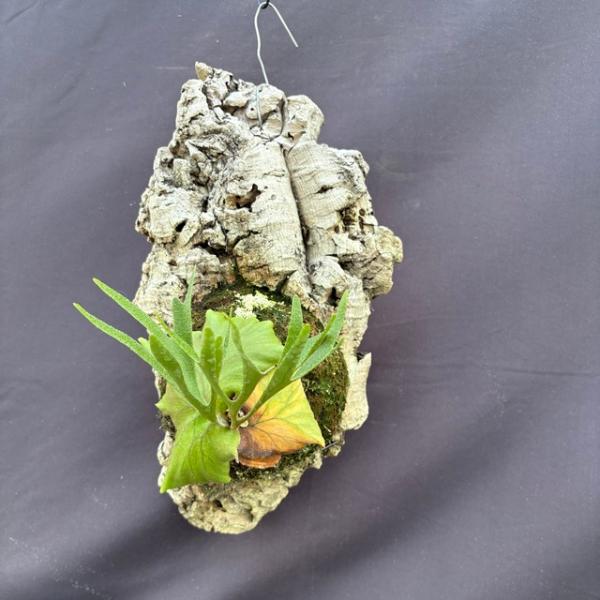 現品) ビカクシダ 'キッチャクード' 細葉 (No.40835) (コウモリ