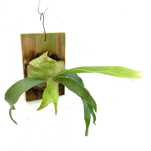 最終価格！【ビカクシダ　マウントルイス×ビフルカツム】プリンセスクラウン 現品) ビカクシダ (ビフルカツム × マウントルイス) (pup) (No