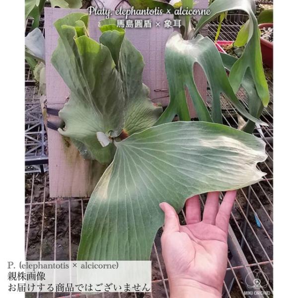 ビカクシダ エレファントティス×アルシコルネマダガスカル 現品) ビカクシダ 交配種 (エレファントティス × アルシコルネ) (TC