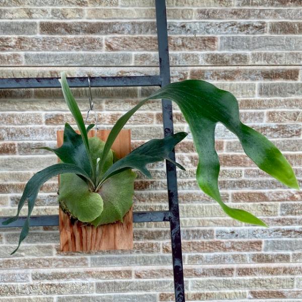 ビカクシダ！ヒリー ドラモンド！親株！格安！観葉植物！引き取り限定ー！