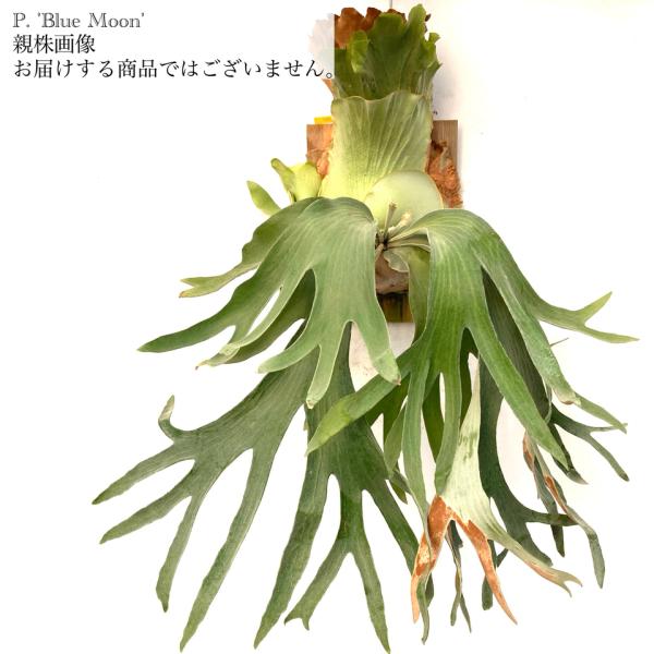 こげまる様 専用 ビカクシダ ブルームーン P. Seven moon Sporeling