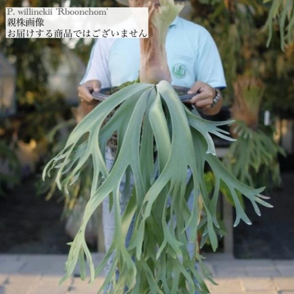 現品) ビカクシダ ウィリンキー 'Rboonchom' (pup) (No.40969