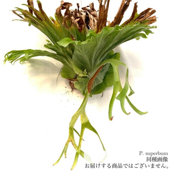 現品) ビカクシダ スパーバム (No.40985) (コウモリラン 観葉植物