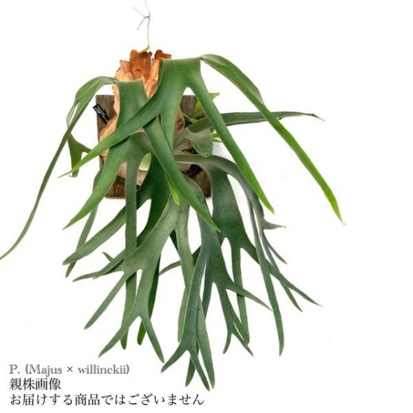 現品) ビカクシダ (ビフルカツム cv.マジュス × ウィリンキー) (pup