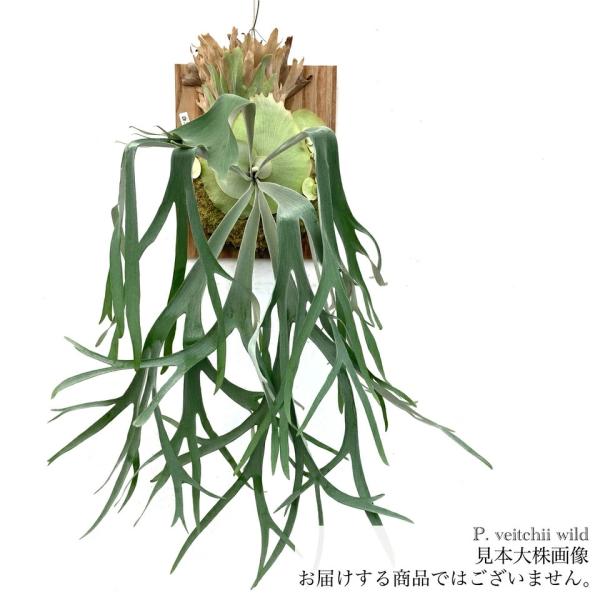 yuu　ビカクシダ ビーチーシルバー　壁掛け用 観葉植物 ビカクシダ ビーチー シルバーフロンド ベイチー ヴィーチー P