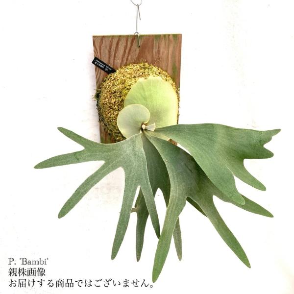 ビカクシダ ドバンビュー 現品) ビカクシダ 'バンビ' (pup) (No.41023) (コウモリラン