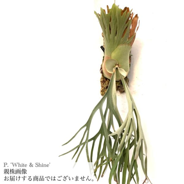 現品) ビカクシダ 'ホワイト&シャイン' (TC) (No.41041