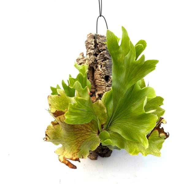 現品) ビカクシダ 'バタフライ' (No.41067) (コウモリラン 観葉植物