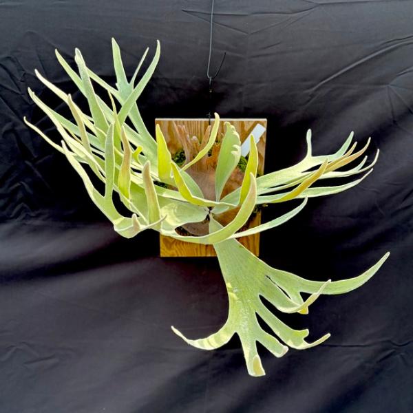 現品) ビカクシダ ウィリンキー 'ペドロタツタ' TC苗 (No.41079