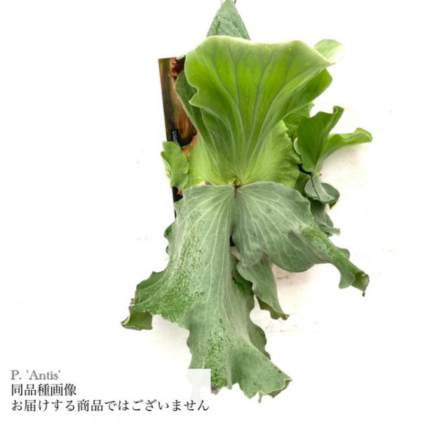 現品) ビカクシダ 'アンティス' (TC) (No.41090) (コウモリラン 観葉