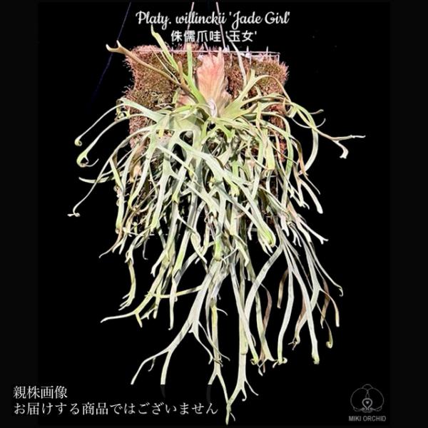 ビカクシダJade Girl sporeウィリンキー ジェイドガール 【公式通販】