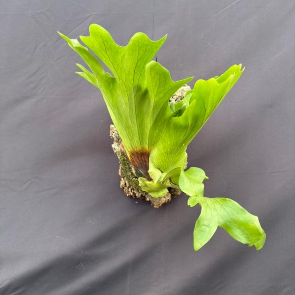 現品) ビカクシダ 'スリナリウム' (No.41142) (コウモリラン 観葉植物