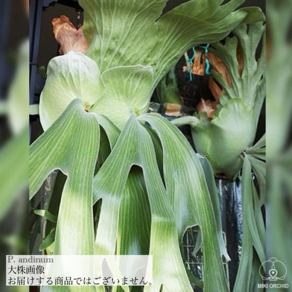 現品) ビカクシダ アンディナム (pup) (No.41146) (コウモリラン 観葉