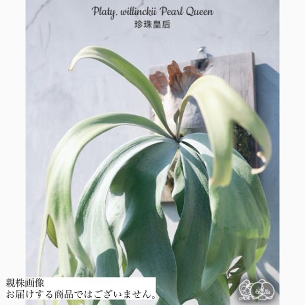 ビカクシダ Pearl Queen Pups Yahoo!オークション - 【TMK】Pearl Queen 子株 ビカクシダ