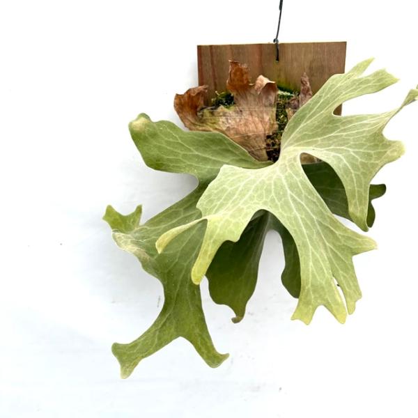 現品) ビカクシダ ワリチー (TC) (No.41177) (コウモリラン 観葉植物