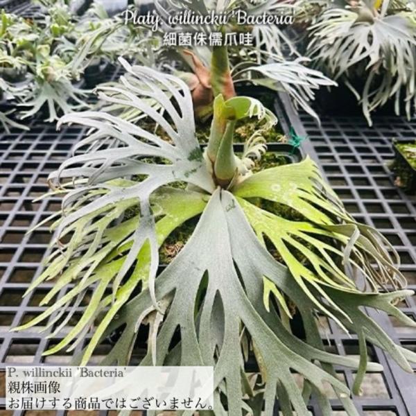 現品) ビカクシダ ウィリンキー 'バクテリア' (spore) (No.41180