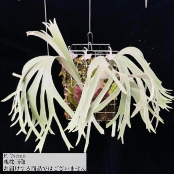 現品) ビカクシダ 'ネモ' (TC) (No.41181) (コウモリラン 観葉植物