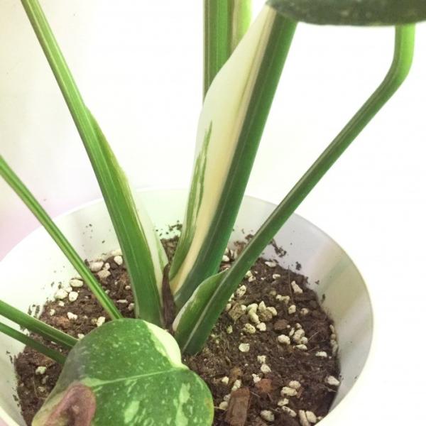 モンステラ ボルシギアナ 斑入り 観葉植物 おしゃれ 室内 大型 バリエガータ Buyee 日本代购平台 产品购物网站大全 Buyee一站式代购 Bot Online