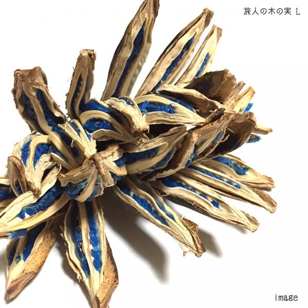 旅人の木の実 L 観葉植物 室内 インテリア おしゃれ 小型 エアープランツ専門店b L 通販 Yahoo ショッピング