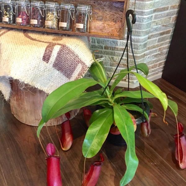 ネペンテス レディラック 観葉植物 おしゃれ 食虫植物 ウツボカズラ 室内 のレビュー クチコミとして参考になる投稿1枚 Roomclip Item