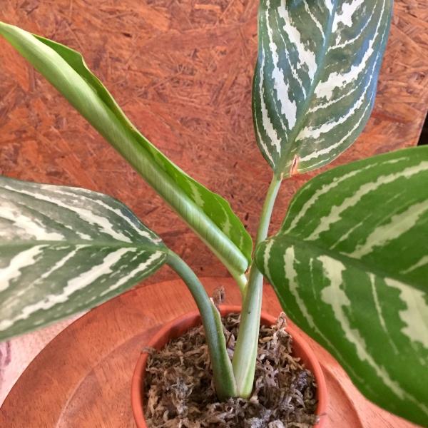 現品 アグラオネマ ニティドゥム カーティシー No 観葉植物 室内 インテリア おしゃれ 小型 レオン Agraonema Nitidum Curtsii Campartout Fr