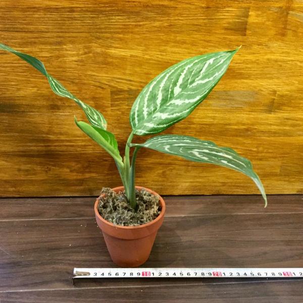 現品 アグラオネマ ニティドゥム カーティシー No 観葉植物 室内 インテリア おしゃれ 小型 レオン Agraonema Nitidum Curtsii Campartout Fr