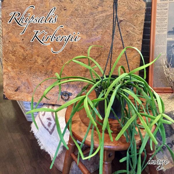 リプサリス ミクランサ キルベルギー 観葉植物 おしゃれ インテリア 吊り下げ 壁掛け 大型 室内 多肉植物 Rhipsalis Micrantha F Kirbergii 612 エアープランツ専門店b L 通販 Yahoo ショッピング