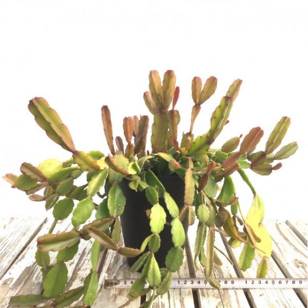 現品 花 ガーデニング リプサリス アグドエンシス No 観葉植物 おしゃれ 室内 インテリア 吊り下げ サボテン 多肉植物 壁掛け 大型 室内 多肉植物 Rhipsalis Agudoensis エアープランツ専門店b L
