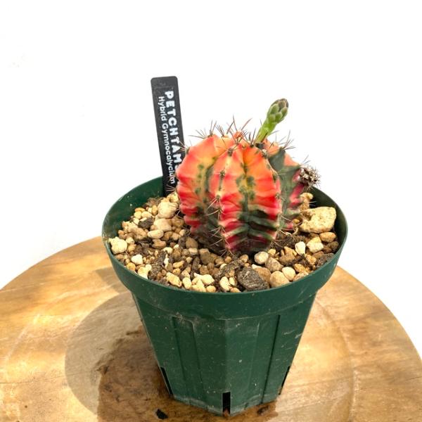 激安通販の ペッタムシィー 観葉植物 Gymnocalycium 現品 室内 斑入り 多肉植物 Petchtamsee ペッタムシー Hybrid ギムノカリキウム 小型 帯化 綴化 No 壁掛け おしゃれ ミニ インテリア 吊り下げ 花 観葉植物