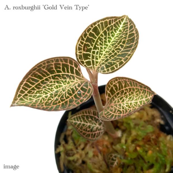 アネクトキルス ロクスバーギー 'ゴールドベインタイプ' (ジュエル