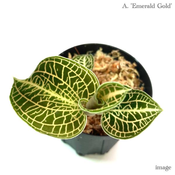 アネクトキルスの1種です！