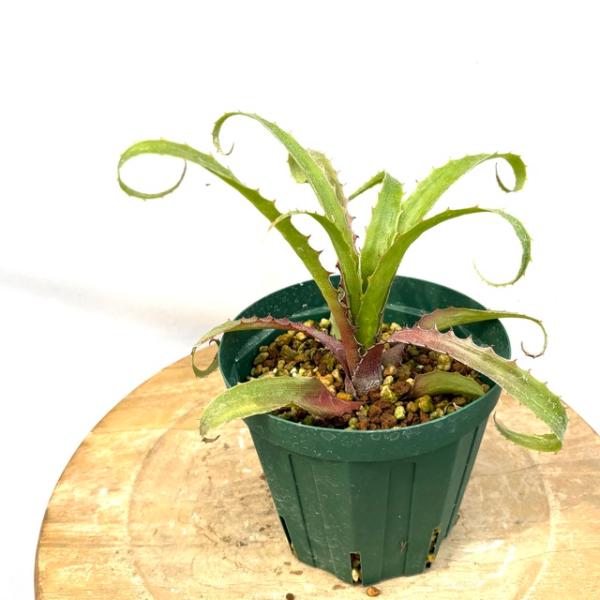 現品) ブロメリア フレミンギー (No.61987) (観葉植物 おしゃれ 壁掛け